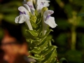 Scutellaria alpina IMG_1068 Tarczyca alpejska